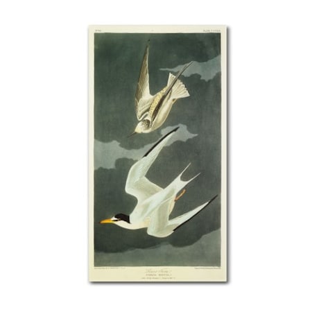 John James Audubon 'Lesser Tern Little Tern' Canvas Art,18x32